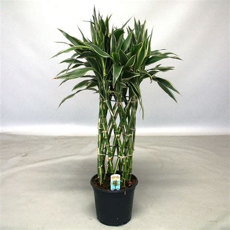 富贵 竹|富贵竹 Dracaena sanderiana